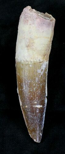 Spinosaurus Tooth - Monster Theropod #21282